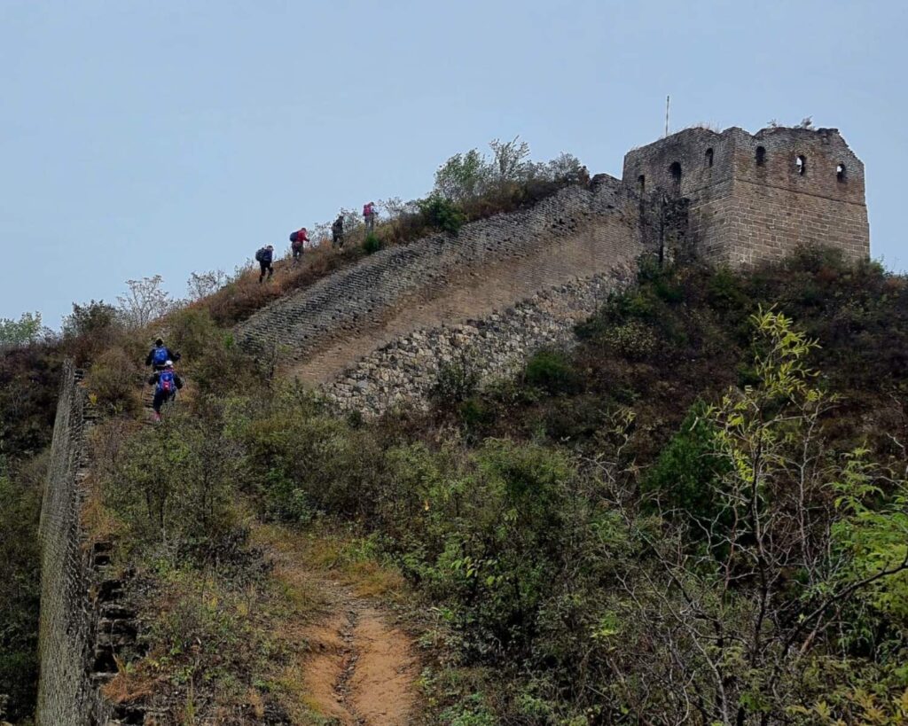 Hikers are climbing up The Great Wall of China with backpacks. The wall is surrounded by green shrubbery.